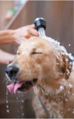 Cachorro durante o banho