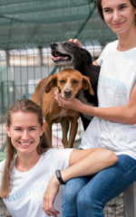 Cachorros brincando na creche