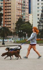 Cachorro passeando ao ar livre