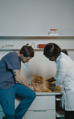 Cachorro em consulta veterinária